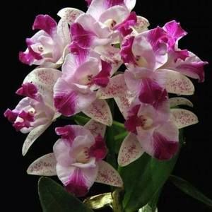 Meet your Posher, Lucy